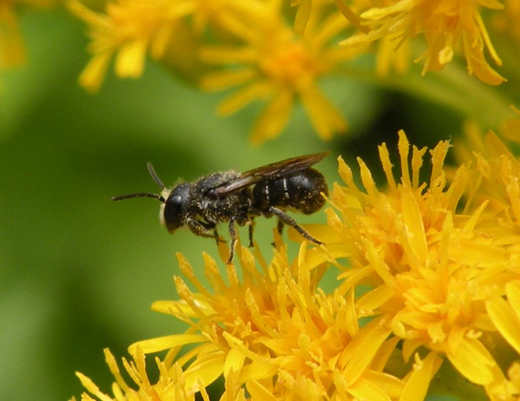 Piccole Andrena sp? No.  Heriades sp. (Apidae Megachilinae)
